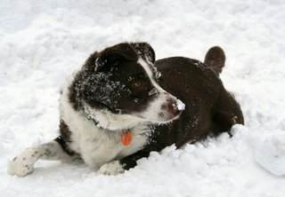 dog in snow