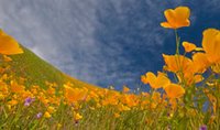 poppies on the South Fork by Betty Sederquist