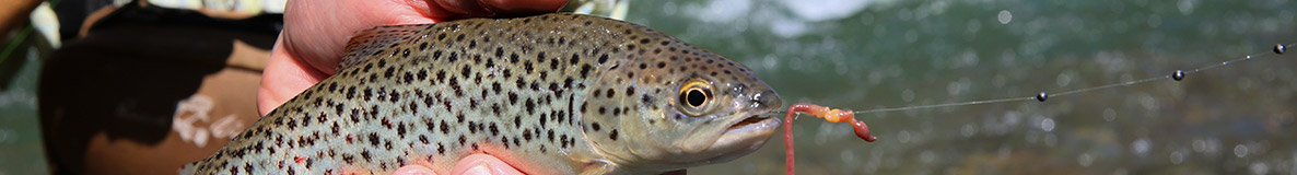 brown trout